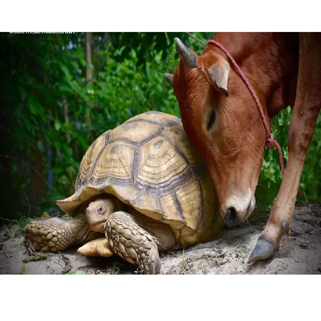 Conexiones indestructibles: el vínculo extraordinario entre una vaca bebé salvada y una tortuga gigante africana con espolones