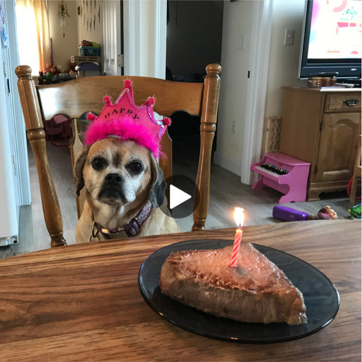« Nous soᴜhaiTons ᴜn joyeux 14e anniversaire au compagnon canin ɑʋeugle bιen-ɑimé de DexTeɾ ! »