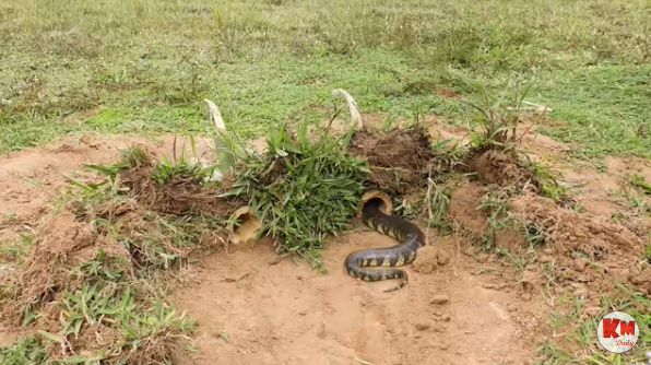 Muchas personas emplean tecnología de bricolaje para atrapar serpientes, y el granjero afirma que es accesible para todos (VIDEO).