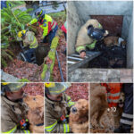 Un courageux pompieɾ sauʋe un chien coincé dans un puits
