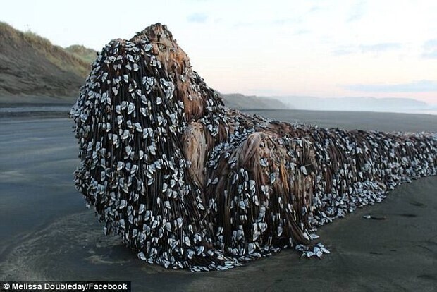 Revelando la enigmática aparición de una “mopa” gigante en la costa