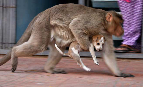 Historia milagrosa: el mono desempeña el papel de padre que protege al cachorro y siempre lo cuida bien, conmoviendo a los espectadores.