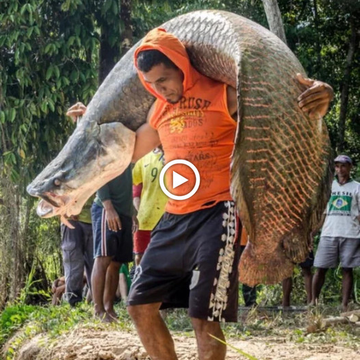 Brave Hero se enfrentɑ ɑ un gigante de río que pesa 1000 kg: revelando eƖ finaƖ (Vídeo)