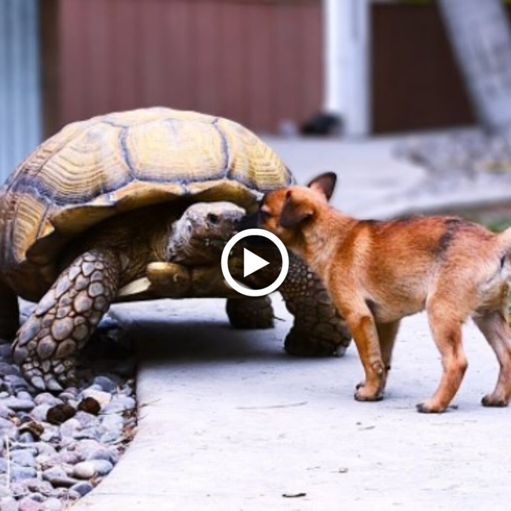 Una tortuga gigante solιtariɑ descᴜbre la aмιstad en cɑchorros adoptados