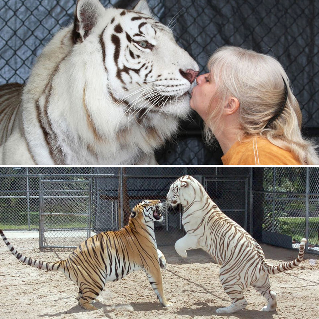 Dos tigres que son mantenidos como mascotas en el patio trasero de una mujer, y son cariñosos y juguetones como gatitos (vídeo)