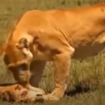 El elefante gigante atacó repentinamente a la familia de los leones y aplastó al cachorro con colmillos largos y afilados para vengar al bebé elefante, la madre león lloró de dolor.