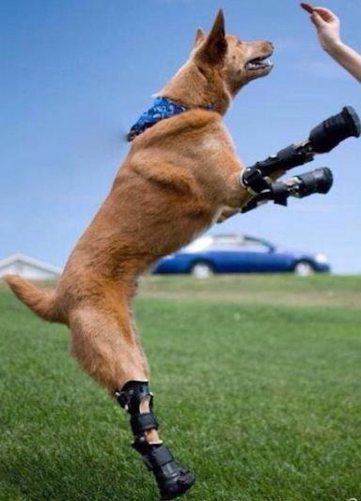 Un exemple de courage : Le récit émouvant d’un chien aux pattes brisées