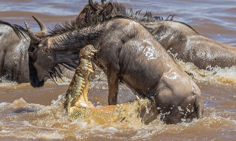 Hipopótamo no teme el peligro y se sumerge en las aguas de la muerte para rescatar a los ñus que luchan desesperados frente a las gigantescas mandíbulas de un cocodrilo.