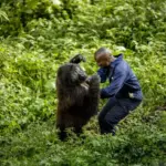 “Momento de conexión: un encuentro conmovedor entre un gorila y un guardaparque”