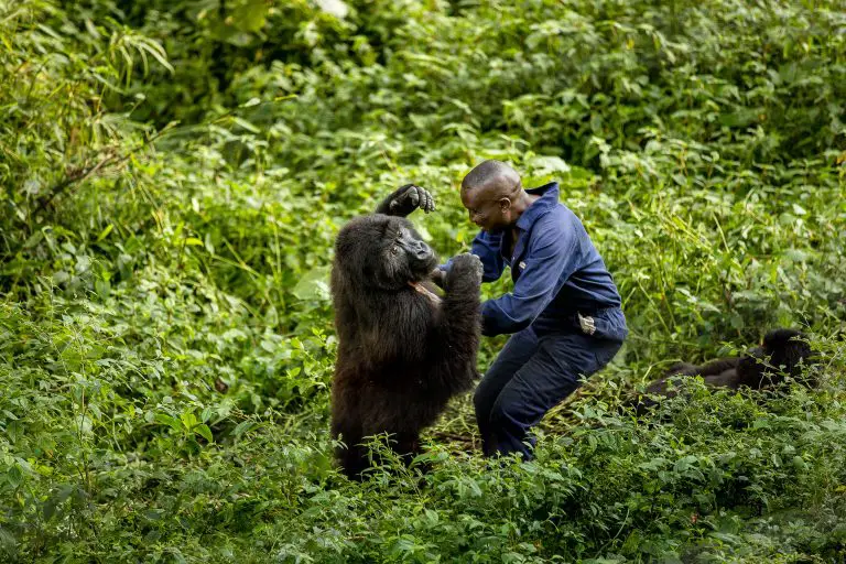 “Momento de conexión: un encuentro conmovedor entre un gorila y un guardaparque”