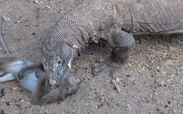 El mono bebé lloró amargamente cuando la madre mono se sacrificó para protegerlo de la boca del dragón de Komodo.