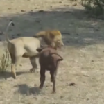 Brave Calf’s Bold Encounter: Chasing a Lion Brings an Unfortunate End