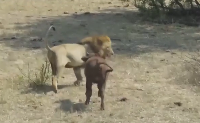 Brave Calf’s Bold Encounter: Chasing a Lion Brings an Unfortunate End