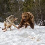 Se ha registrado el notable encuentro entre un oso grizzly de 600 libras y una manada de mujeres mientras compiten por el control de un cadáver de ciervo en las Montañas Rocosas.