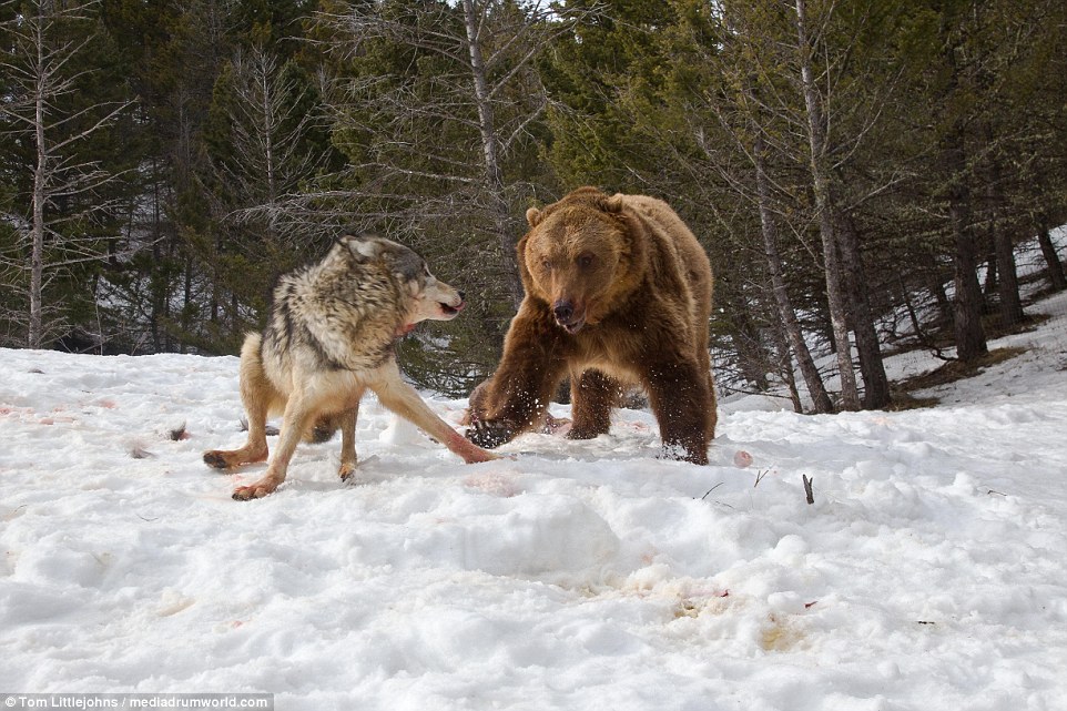 Se ha registrado el notable encuentro entre un oso grizzly de 600 libras y una manada de mujeres mientras compiten por el control de un cadáver de ciervo en las Montañas Rocosas.