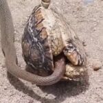 La serpiente atacó a la tortuga dentro de su caparazón y obtuvo un resultado inesperado (Video).