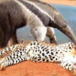 The leopard warrior turned himself into an apprentice fool when he was easily defeated by the long beak of the giant anteater in a split second –
