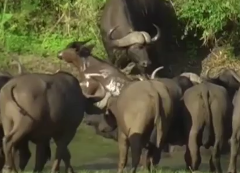 The baby buffalo uses a strange move to kick the crocodile away in front of the mother buffalo and the herd to prove his maturity –