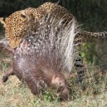 In Nature’s Spiky Battle, Mai the Leopard encounters a challenging hunting mishap as he confronts porcupine quills.