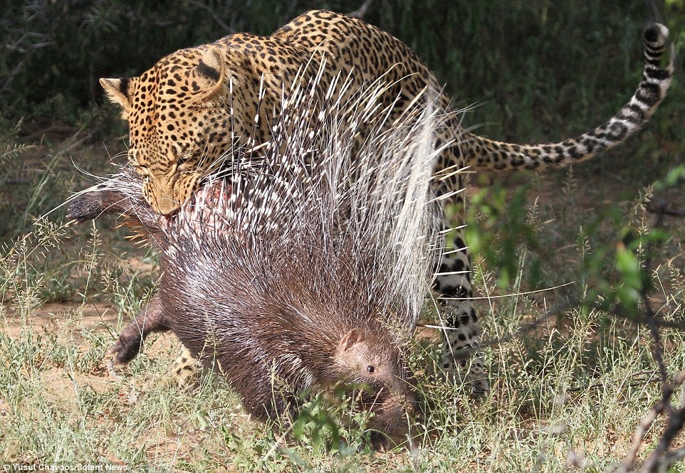 In Nature’s Spiky Battle, Mai the Leopard encounters a challenging hunting mishap as he confronts porcupine quills.