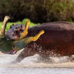 La enojada madre hipopótamo mató a una manada de leones en memoria de su hijo, que murió trágicamente bajo las garras del rey.