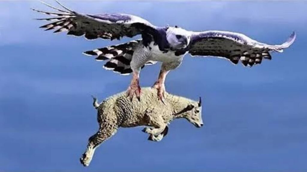 Tragedy Befalls an Eagle as it Courageously Pursues a Massive Montesa Goat, Leading to a Fateful Outcome