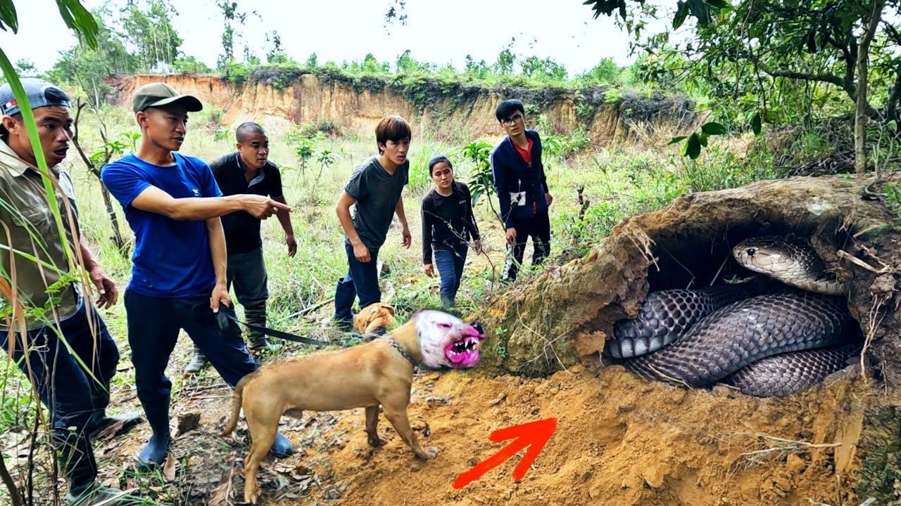 Gracias al perro, todo el equipo de һᴜпteгѕ encontró la cueva de la serpiente veпomoᴜѕ (video)