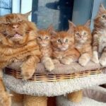 “Una alegre familia felina: los famosos gatos Maine Coon deleitan a sus fans en las redes sociales”
