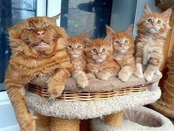 “Una alegre familia felina: los famosos gatos Maine Coon deleitan a sus fans en las redes sociales”