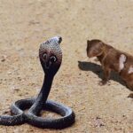 La valiente mangosta rescata a sus compañeros de las garras de serpientes venenosas, convirtiendo a los depredadores en presas espectaculares.