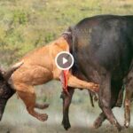 El heroico búfalo macho lo arriesga todo para proteger a la madre y a su cría del feroz ataque del león