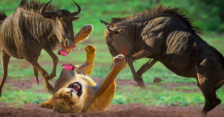 El más doloroso de los leones: Los cinco ñus realizaron una poderosa acción, provocando que el león se rompiera la pata.