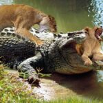Indomitable motherhood: A lioness fiercely attempts to protect her cub while being pursued by crocodiles.