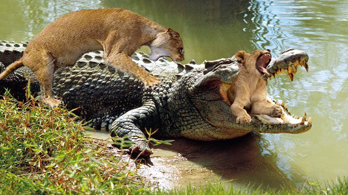 Indomitable motherhood: A lioness fiercely attempts to protect her cub while being pursued by crocodiles.