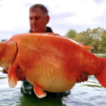 Por qué no deberías deshacerte de tus mascotas: El pez dorado gigante recientemente capturado pesa hasta 50 kg.