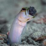 “Jawfish” Pez macho que protege sus huevos metiéndoselos en la boca