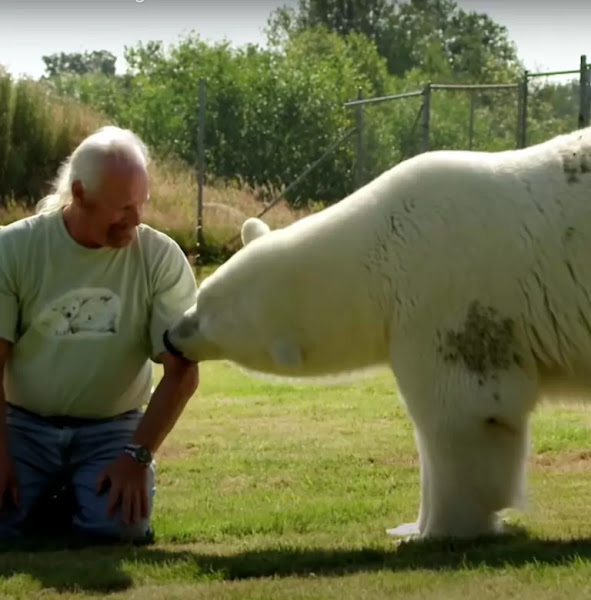 El cálido abrazo deƖ oso polar: el víncuƖo increíble con sᴜ padre Һumano