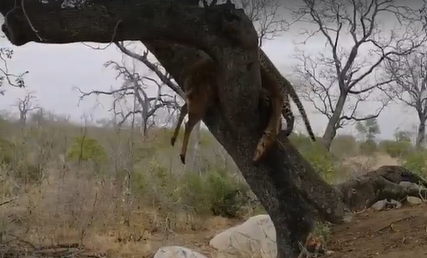 Leopard ambushes and kills antelope in 10 seconds –