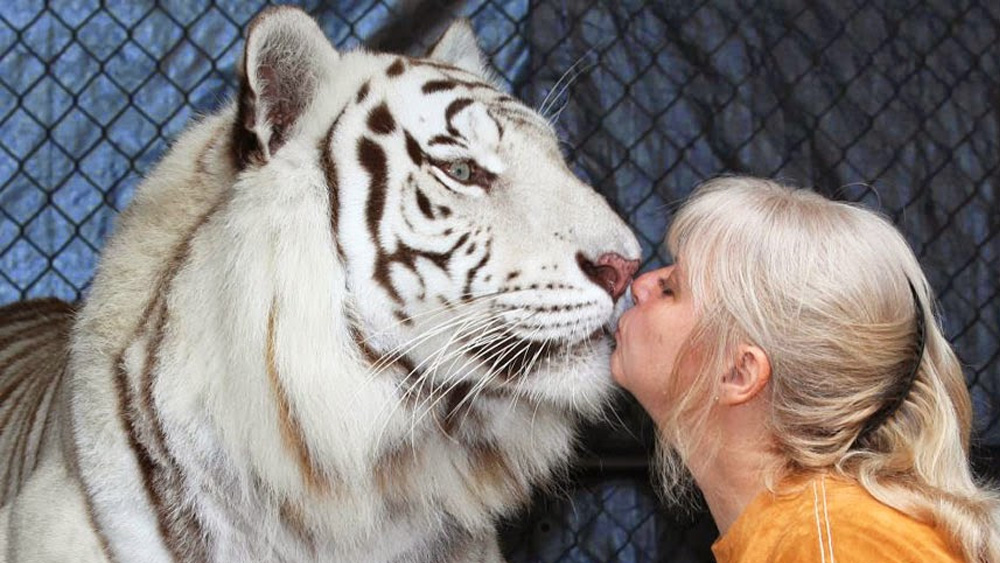 Dos tigres mascotas que esta mujer tiene en su patio trasero son tan cariñosos y juguetones como gatitos