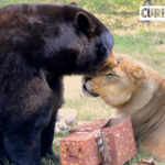 Unlikely Animal Friends: The іпсгedіЬɩe 15-Year Bond Between a Tiger, a Bear, and a Lion.