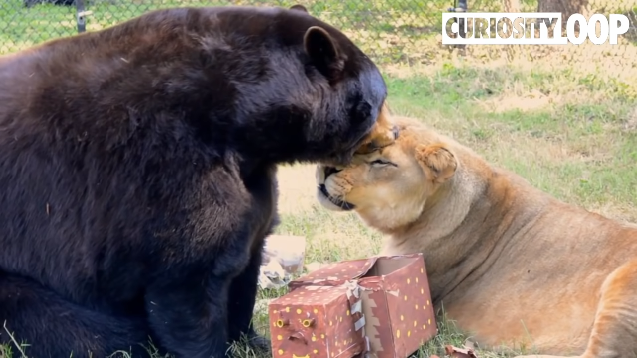 Unlikely Animal Friends: The іпсгedіЬɩe 15-Year Bond Between a Tiger, a Bear, and a Lion.