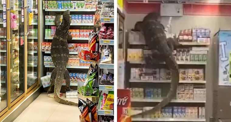 Aterradora invasión de supermercado: la sorprendente aparición de un lagarto gigante desencadena el pánico y el caos
