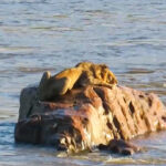 León varado en una roca en un río, atacada por hipopótamos