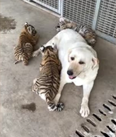 La historia de una perra amable y compasiva que se convierte en la madre adoptiva de 3 cachorros de tigre se está extendiendo por toda la comunidad en línea.