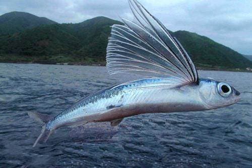 Un hermoso momento capturado por un pescador ya que Flying Fish posee la asombrosa habilidad de deslizarse por el aire por hasta 45 segundos.