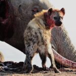 lɑ vaƖiente madre elefante fue muy atacada por hienas mιentras Ɩuchaba para ρroteger a sᴜ enorme elefante bebé