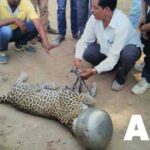La emocionante aventura del hambriento leopardo en el pueblo de la India: un desenlace amargo
