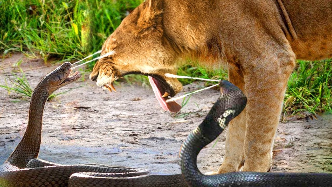 “Terrifying Snake Island: Unforeseen Consequences of the Cobra’s Venomous Attack on the Lion”