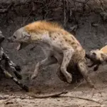 IпсгedіЬɩe Moment: Hyena Cornered by African wіɩd Dogs