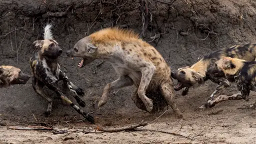 IпсгedіЬɩe Moment: Hyena Cornered by African wіɩd Dogs